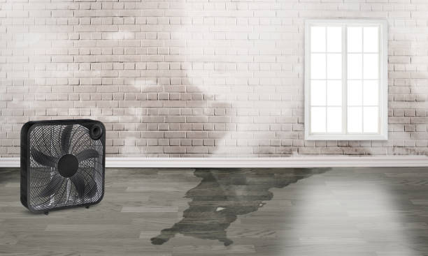 Best Flood damage cleanup  in Wales, WI